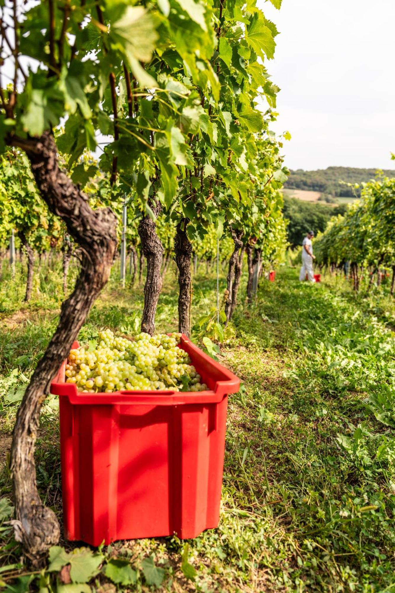 Bed&Breakfast Vinarija Coner Bjelovar Eksteriør billede